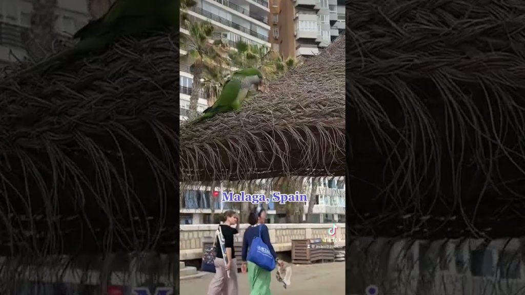 Highlights of Malaga, Spain #malaga #spain #travel #grenada
